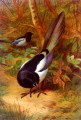 Magpies Archibald Thorburn bird